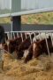Nonton film Clarkson’s Farm Season 4 Episode 1 terbaru di Dutamovie21 Nonton film Clarkson’s Farm Season 4 Episode 1 terbaru di Dutamovie21
